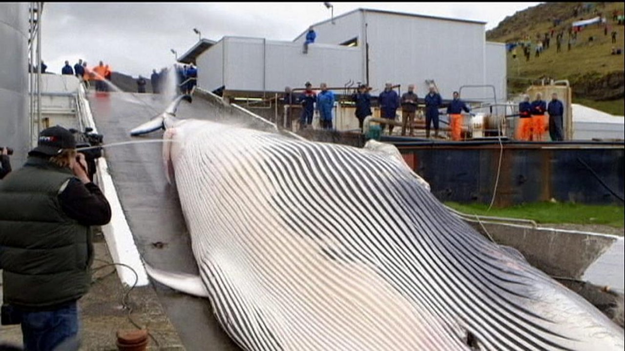 Walfang: Japan soll stärker kontrolliert werden