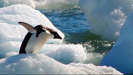 World’s biggest marine park declared in Antarctic Ocean