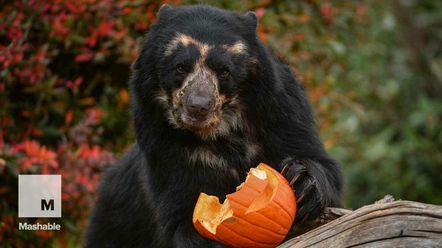 Precious animals will get you into the Halloween spirit
