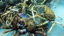 Crab spiders massive consolidation and predator - Araignée de mer - Uranoscope
