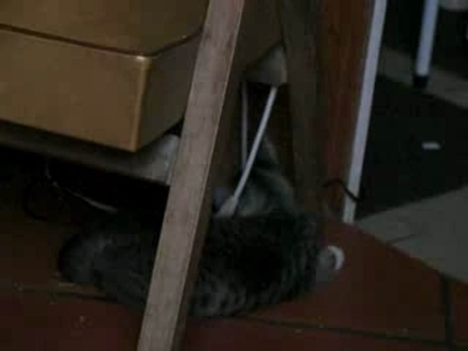 Petit chat qui joue