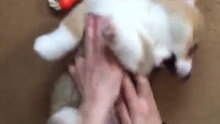 Ce mignon bébé corgi réclame ses chatouilles