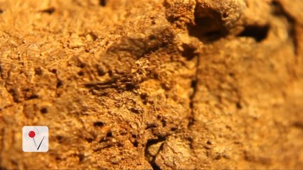 World's First Dinosaur Brain Discovered