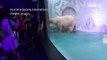Video of world's 'saddest polar bear' in China sparks outrage