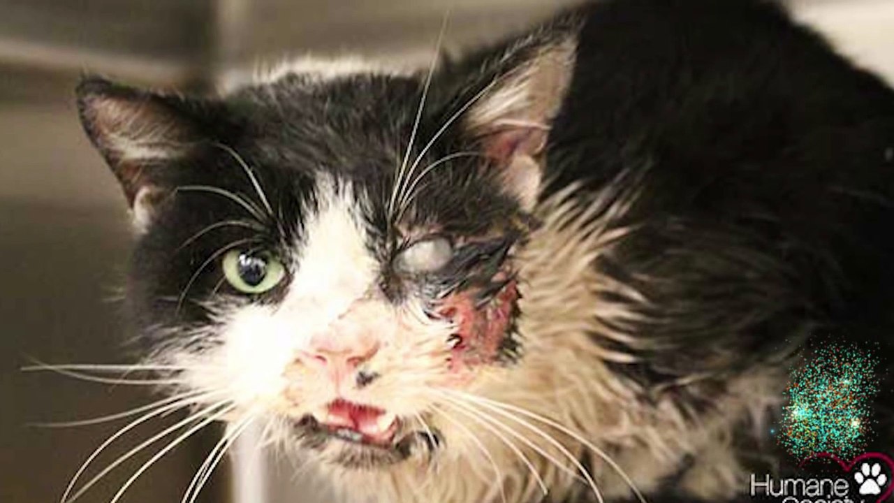 Incroyable !  Mort et enterré le félin revient à la vie 5 jours plus tard