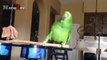 Parrots Dancing - A Funny Parrot Videos Compilation _ NEW HD-7OUw9PEk2DM