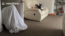 Dog is baffled by bed sheet ghost