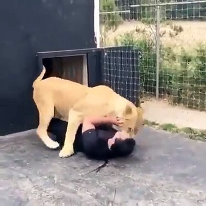 Lion Vs Man in cage