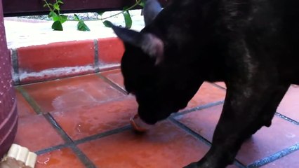 French bulldogs having raw egg for breakfast