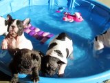 french bulldog puppies in the pool