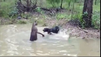 FUNNY VIDEOS - Funny Cats - Funny Cat Videos - Funny Animals - Funny Dogs - Funny Pranks