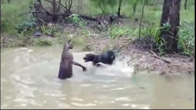 FUNNY VIDEOS - Funny Cats - Funny Cat Videos - Funny Animals - Funny Dogs - Funny Pranks