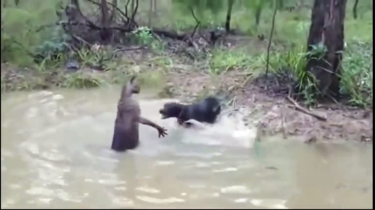 FUNNY VIDEOS - Funny Cats - Funny Cat Videos - Funny Animals - Funny Dogs - Funny Pranks