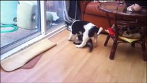 FUNNY VIDEOS- Funny Cats - Funny Cat Videos - Funny Animals - Funny Dogs - Funny Prank