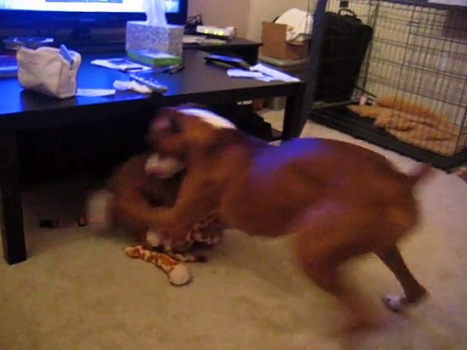 French Bulldog vs boxer 1- Boss and Peyton