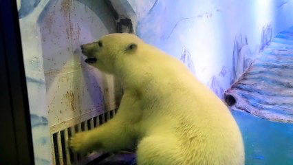 Campaña para salvar al oso polar "más triste del mundo"