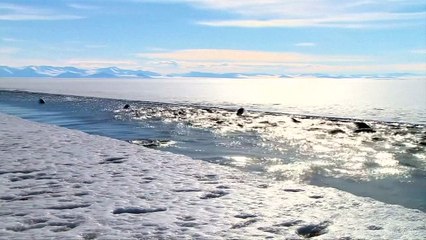 The world's largest marine park created in Antarctic Ocean