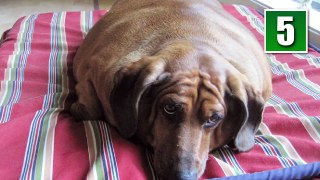 5 Most Obese Dogs Ever