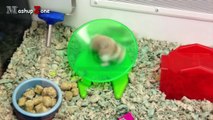 Hamsters - A Cute Hamster And Funny Hamster Videos Compilation _ NEW HD-DvBF6cLdnNo