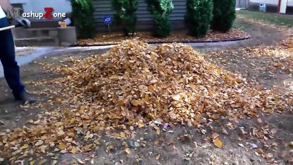 Funny Puppies And Cute Puppy Videos Compilation 2016 [BEST OF]-mRf3-JkwqfU