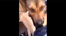 Reakcija psa nako sto su mu spaseni mladunci