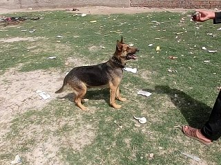 How to trained a German shepherd