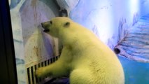 Campanha para salvar o urso polar 'mais triste do mundo'
