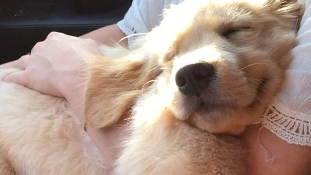 Sleeping in mom’s arms