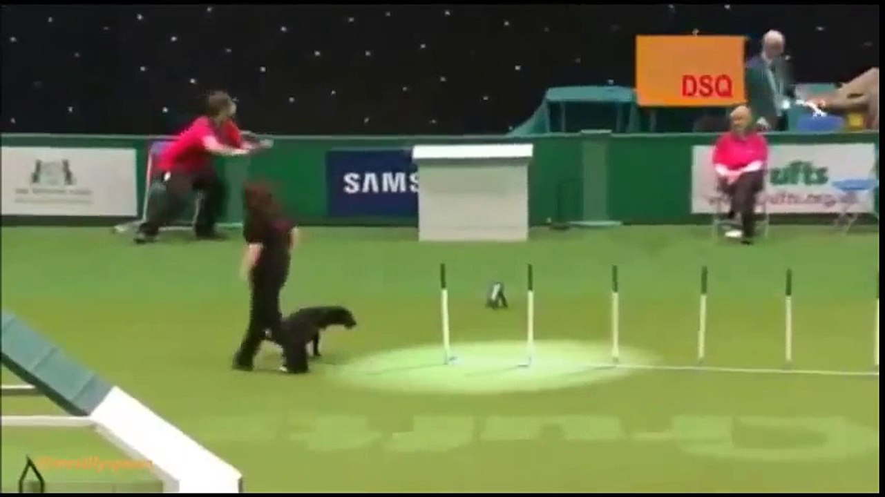 DOG FAILS