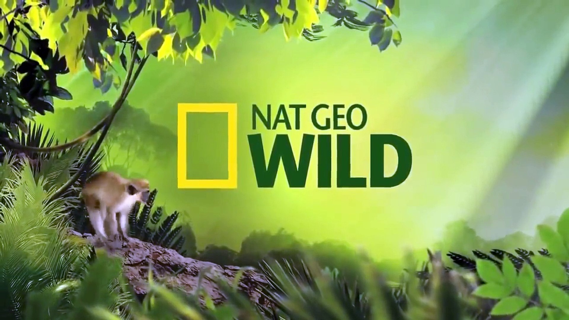 Top 146 + Wild animal channel live