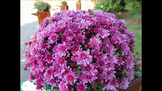 Aprindeti candeli in memoriam, Ion si Doina Aldea Teodorovici-Sunt 24 de ani de dor si tristete