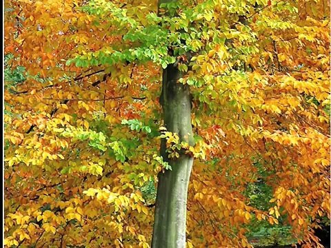 Were Going on a Bear Hunt Childrens Song Lyrics | Nursery Rhymes | Best Kids Songs