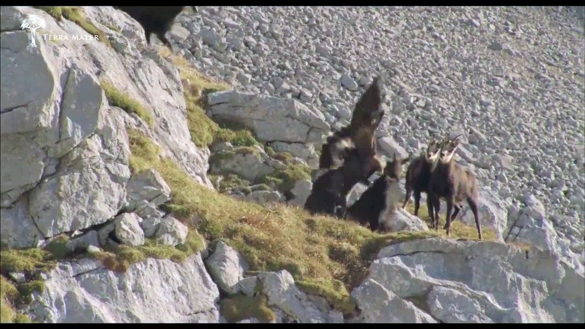 Eagle Hunting Goats