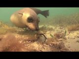 Seal Feasts on Seadragon Under Victoria Seas