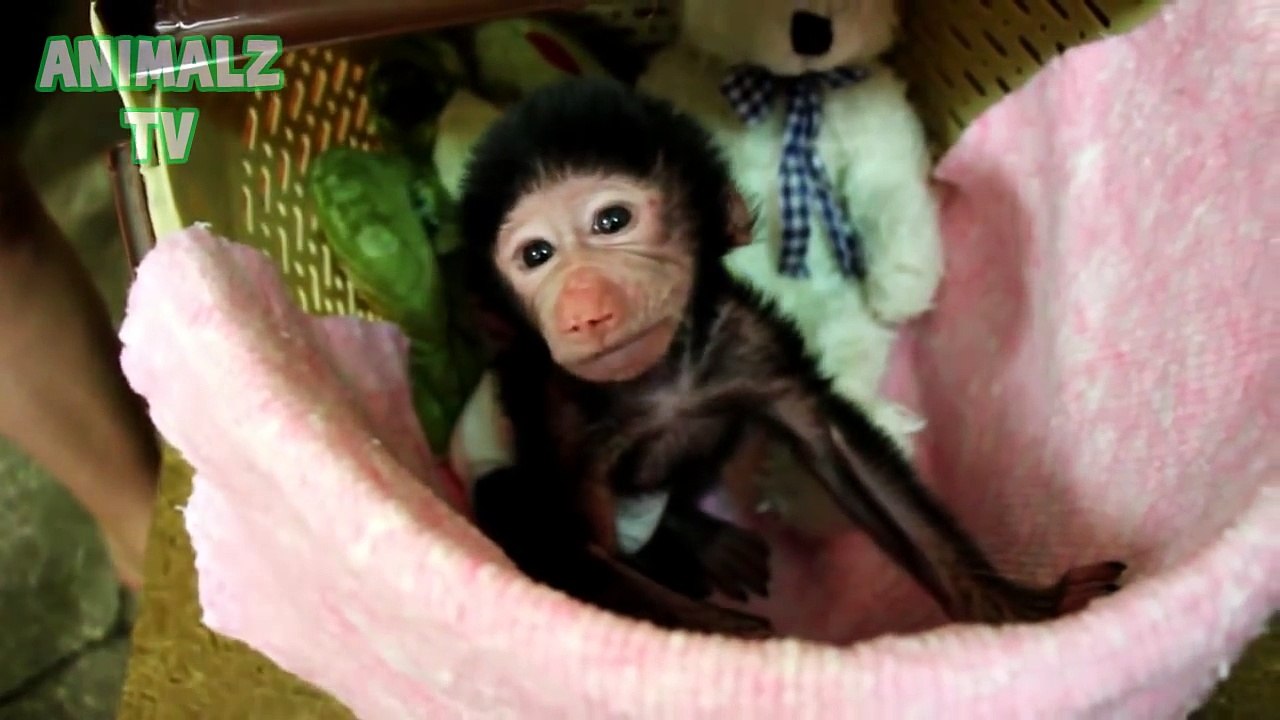 Cute Baby Animals Living In Zoo Compilation 2015 [NEW HD VIDEO] !