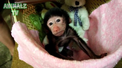 Cute Baby Animals Living In Zoo Compilation 2015 [NEW HD VIDEO] !