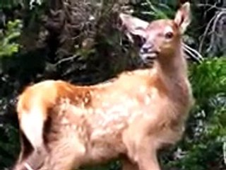 Cute baby animals make you feel good. !