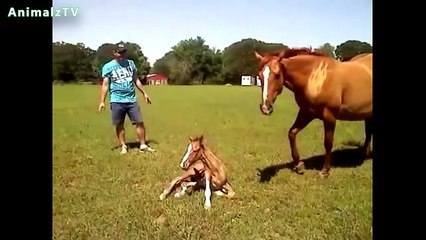 Cute Baby Animals Standing for the First Time and Taking First Steps Compilation [HD VIDEO] !
