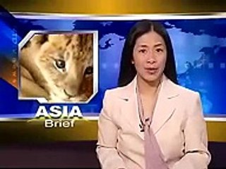 Cute Baby Lion - ADORABLE !