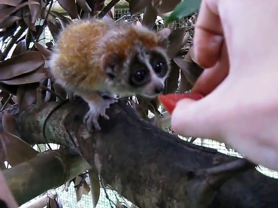 Cute baby pygmy loris eating watermelon !