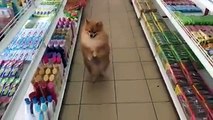 Surprise! Dog walking upright on two legs in the supermarket.