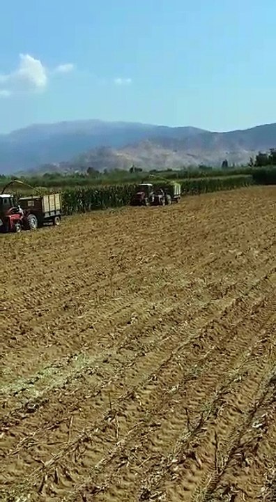 mısır silajı yapımı