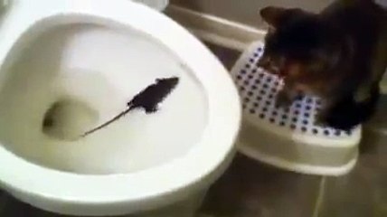 Cats Looking How Easily a Rat Can Wriggle Up Your Toilet