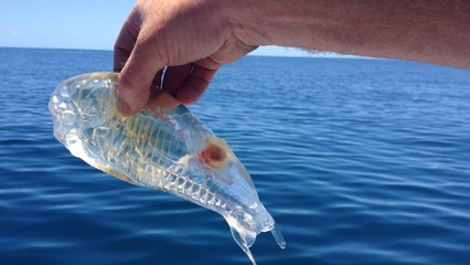 10 Amazing Transparent Animals from Around the World