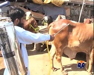 geo adil peshawar cango and cattles