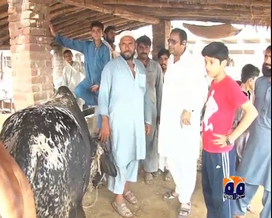 geo adil peshawar cattle market and cango