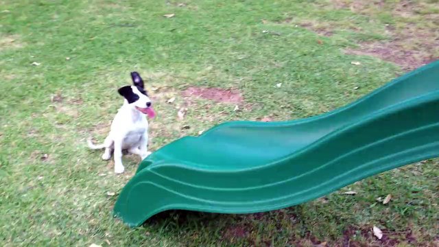 Ce chien et cette fillette kiffent le toboggan! adorable