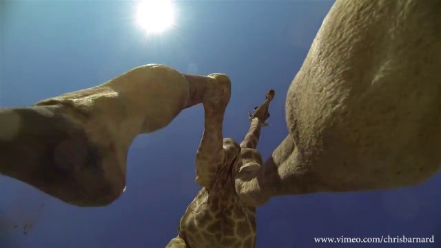 Rencontre avec une girafe.. de très très prêt!