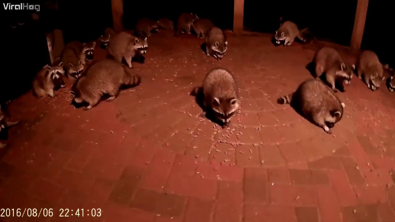 C'est l'heure du dîner pour ces ratons laveurs...