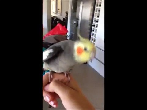 Bird singing dubstep! (ORIGINAL)